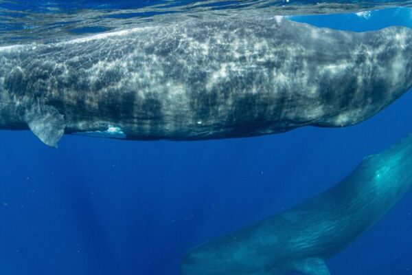 Whales off the coast of Dominica