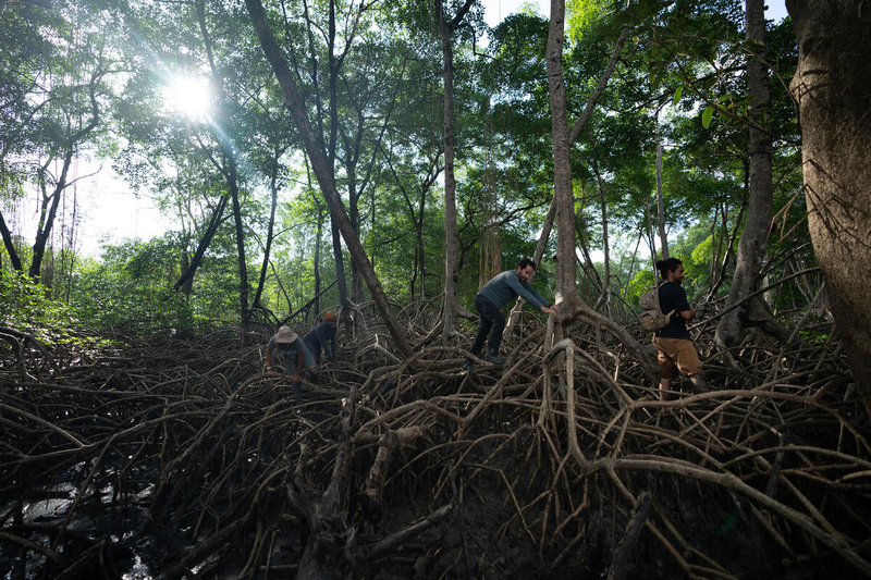 Curuça, Pará, Brazil - 2022/07/24: The mangrove research team climbs over mangrove roots to avoid getting stuck in the mud. 

National Geographic Explorers Angelo Bernardino and Margaret Owuor are working with local communities in the Curuça region at the mouth of the Amazon to map the ecosystem services  provided by the mangrove forests in this unique environment, and determine their economic value. 

The National Geographic and Rolex Perpetual Planet Amazon Expedition is an extensive science and storytelling journey that spans the entire Amazon River Basin from the Andes to the Atlantic. This two-year exploration of the Amazon leverages local National Geographic Explorers, multiple science disciplines, and photojournalism to illuminate the diversity and connectivity of the people, wildlife, and ecosystems that make up this critical region, and the solutions needed to ensure its protection.