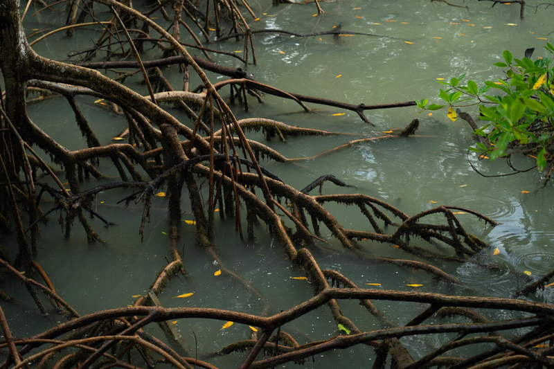 Curuça, Pará, Brazil - 2022/07/19: View of a forest of Rhizophora mangle (aka. Red Mangrove) and Avicennia germinans (aka. Black Mangrove)  in Curuça forest. 

National Geographic Explorers Angelo Bernardino and Margaret Owuor are working with local communities in the Curuça region at the mouth of the Amazon to map the ecosystem services  provided by the mangrove forests in this unique environment, and determine their economic value. 

The National Geographic and Rolex Perpetual Planet Amazon Expedition is an extensive science and storytelling journey that spans the entire Amazon River Basin from the Andes to the Atlantic. This two-year exploration of the Amazon leverages local National Geographic Explorers, multiple science disciplines, and photojournalism to illuminate the diversity and connectivity of the people, wildlife, and ecosystems that make up this critical region, and the solutions needed to ensure its protection.