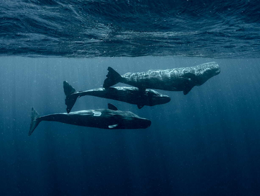 A trio of whales underwater.